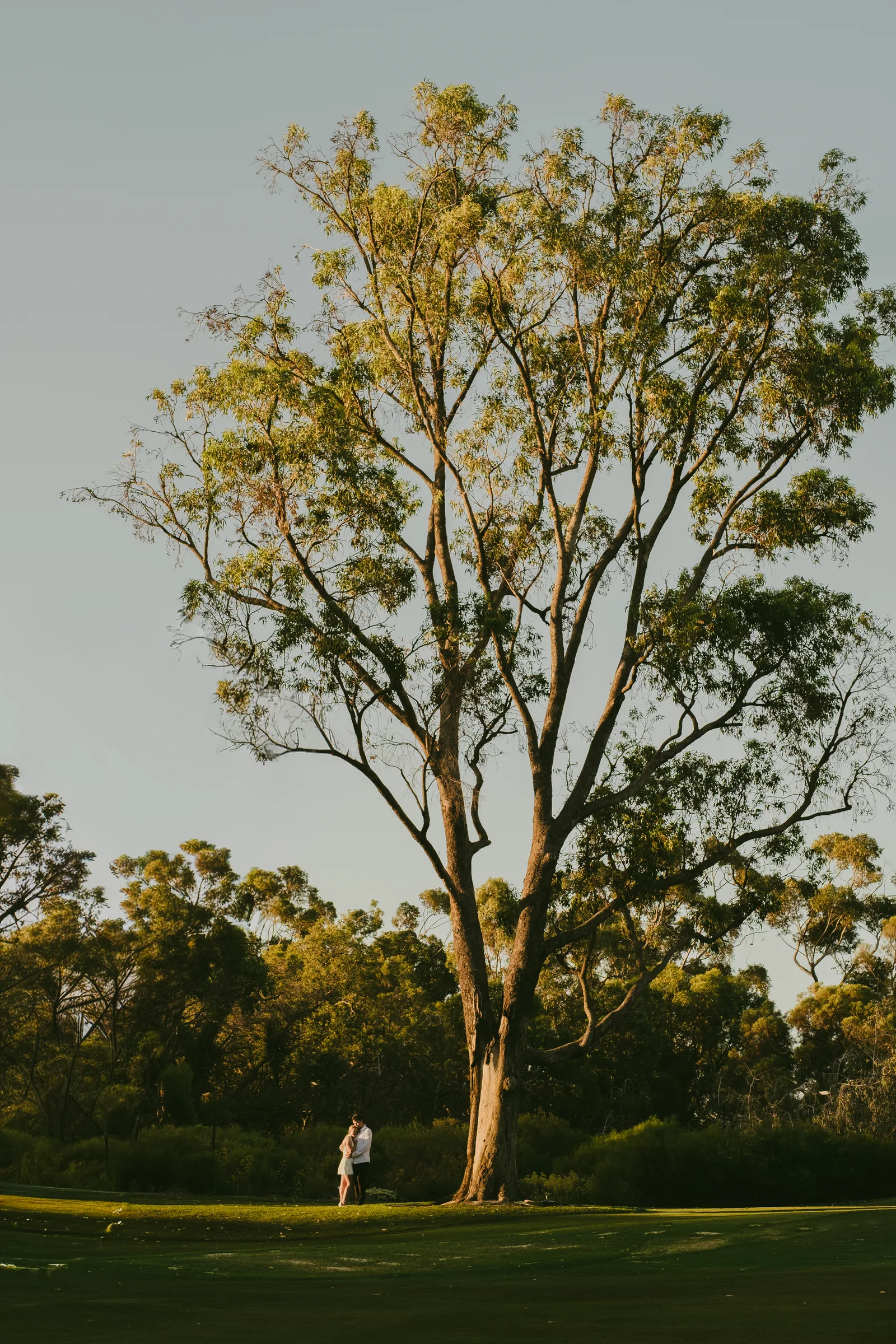 Wide shot of a large tree at Kings Park with Kayla and Brett small in the frame beneath it, golden hour